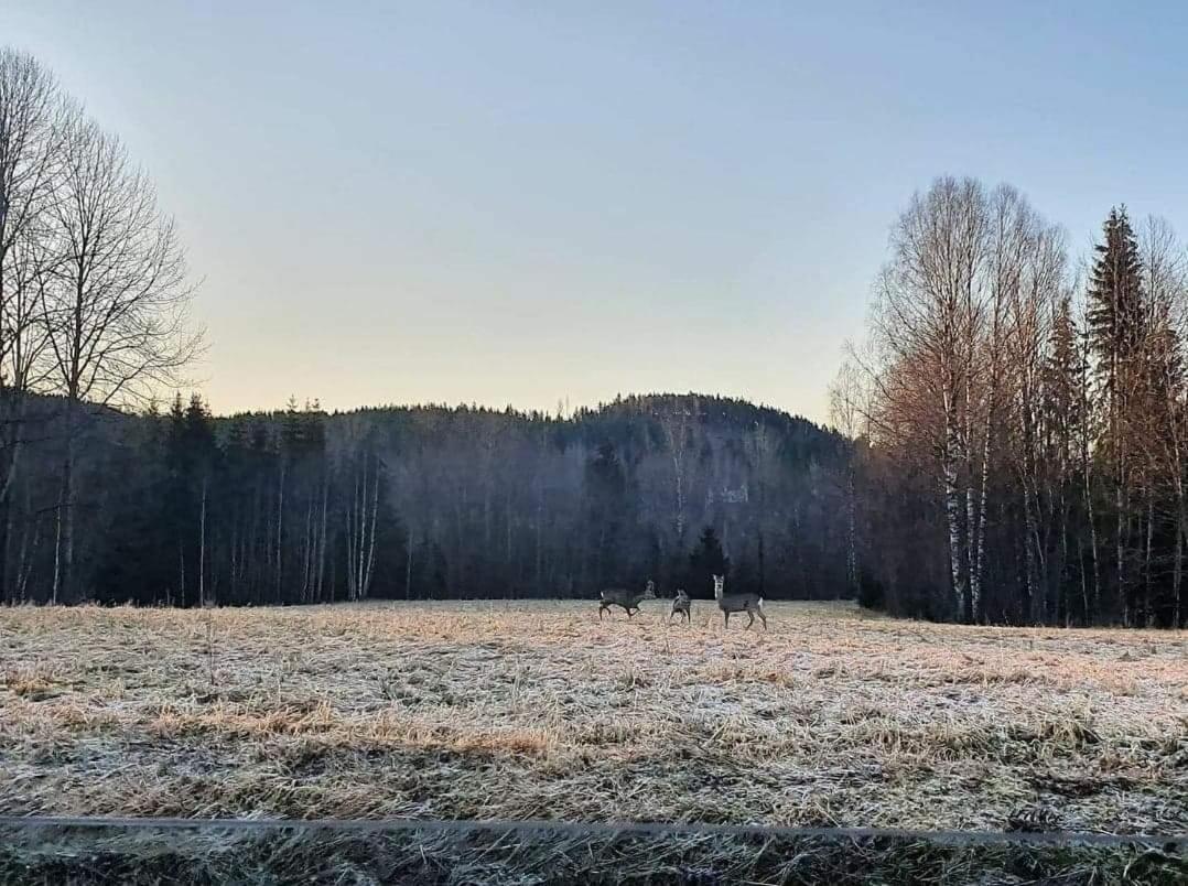 Mysig Timmerstuga Med Braskamin Naera Hovfjaellet Torsby Extérieur photo